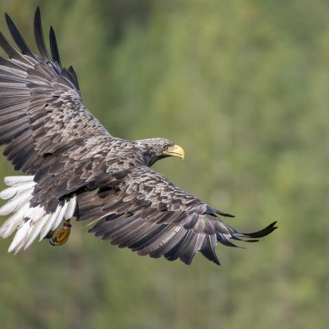 White tailed sea eagle